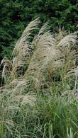Miscanthus Sinensis Gracillimus Ornamental Grass
