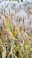 Calamagrostis karl foerster