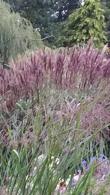 Miscanthus Sinensis Red Chief Eulalia Red Chief Decorative Grass