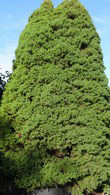 Picea Glauca Var Albertiana Conica, tree UK.