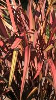 Phormium Tenax Rainbow Queen Flax Lily Ornamental Grass