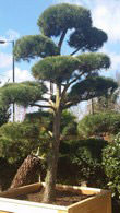 Pinus Sylvestris Pine Cloud Tree Pom Pom