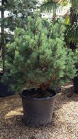 Pinus Sylvestris Glauca Nana, UK
