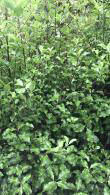 Pittosporum Tenuifolium evergreen shrubs for sale online with UK delivery