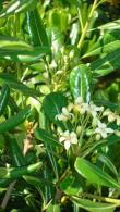 Pittosporum Tobira, hardy shrubs and trees, Paramount Plants and Gardens London, UK
