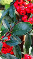 Pyracantha Angustifolia or Narrow Leaf Firethorn for Sale UK