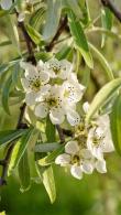 Pyrus Salicifolia Pendula - Weeping Silver Pear trees flowering, full standard good sized trees for sale online, UK delivery
