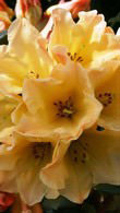 Rhododendron Nancy Evans, one of the best yellow flowering Rhododendron hybrids