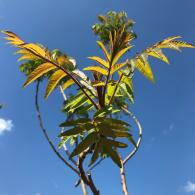 Rhus Typhina or Staghorn Sumac Tree for sale from Shrub Specialist Nursery UK