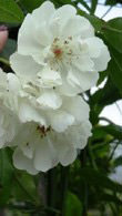 Rosa Banksiae Alba Climbing Rose, white double blooms, for sale online UK nationwide delivery.