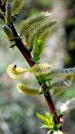 Salix Babylonica Tortuosa var Pekinensis or tortured willow trees for sale online UK delivery
