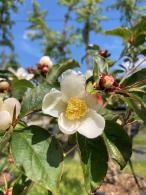 Stewartia Pseudocamellia, Paramount Plants and Gardens UK