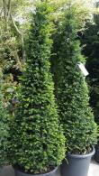 Taxus Baccata Cones, Topiary - for sale at our London garden centre & online