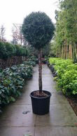 Thuja Occidentalis Smaragd, Half Standard Topiary trees for sale online with UK delivery