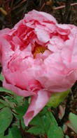 Tree Peonies, Tree Peony, Buy Online