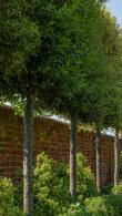 Holly Oak or Quercus Ilex Pleached Trees UK, available to buy online.