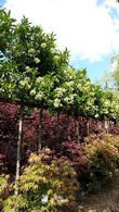 Viburnum Tinus Lucidum Tree, Trees and Shrubs UK