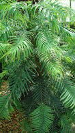 Wollemi Pine,conifer specialists, London UK - nationwide delivery UK.