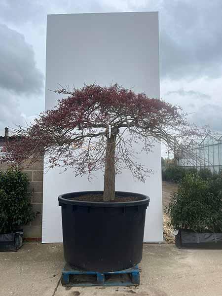 Acer Palmatum Inaba Shidare Unique Tree For Sale UK