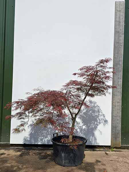 Acer Palmatum Dissectum Inaba Shidare Unique Tree For Sale UK       