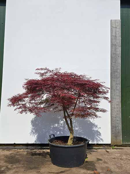 Acer Palmatum Dissectum Inaba Shidare Unique Tree For Sale UK