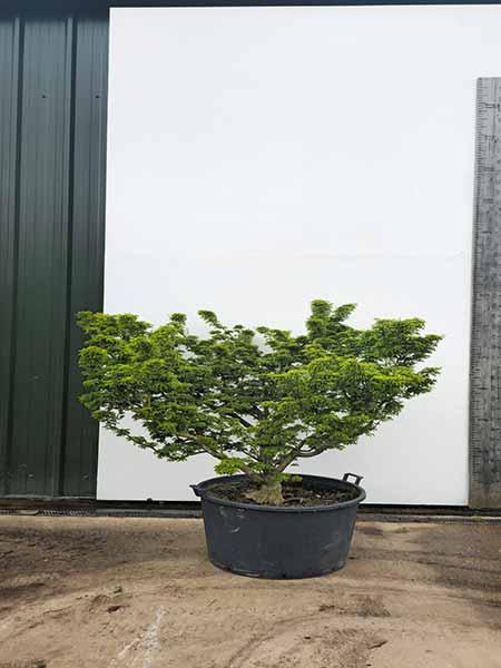 Acer Palmatum Shishigashira Unique Tree For Sale UK