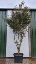 Acer Palmatum Trompenburg Unique Tree For Sale UK