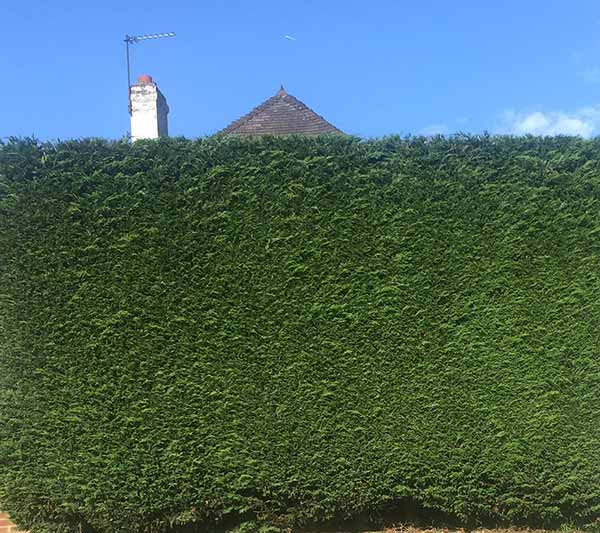 Privacy hedging - specialist nursery