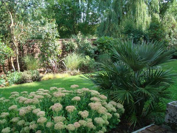 Chamaerops Humilis for sale - Garden Centre London