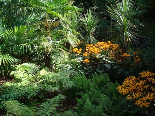 Cordyline Australis for sale - tropical plants garden centre London