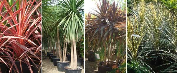 Cordylines, garden centre Enfield, North London