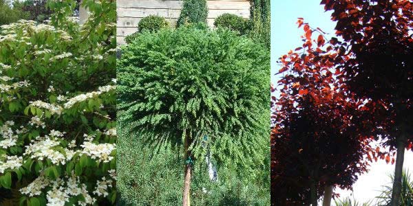 Spring Plants. Flowering Shrubs. Scented Shrubs, London UK