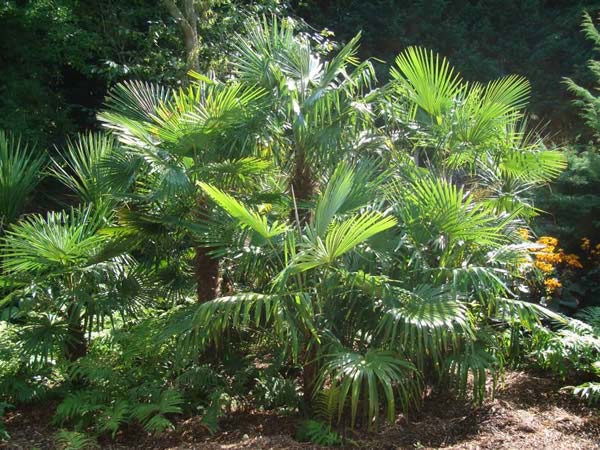 Trachycarpus Fortunei for sale at Paramount Plants, London tropical plant nursery
