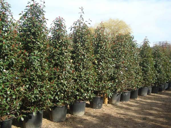 Photinia Hedging Shrubs for sale - London nursery