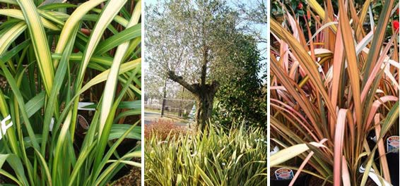 Phormiums - Using New Zealand Flax in the UK Garden