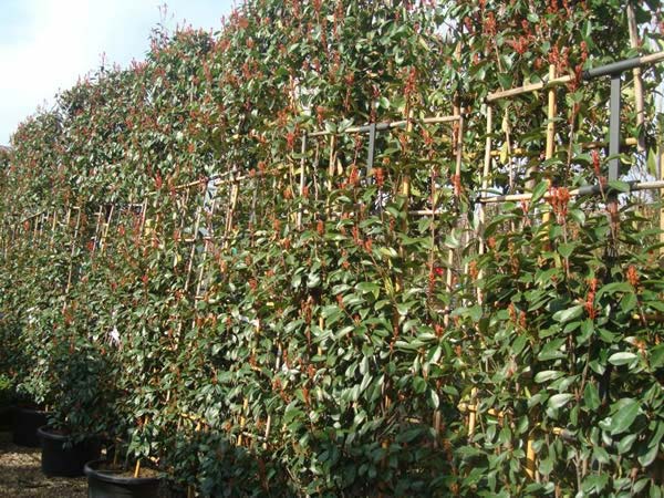 Photinia screening hedge, for sale - garden nursery London