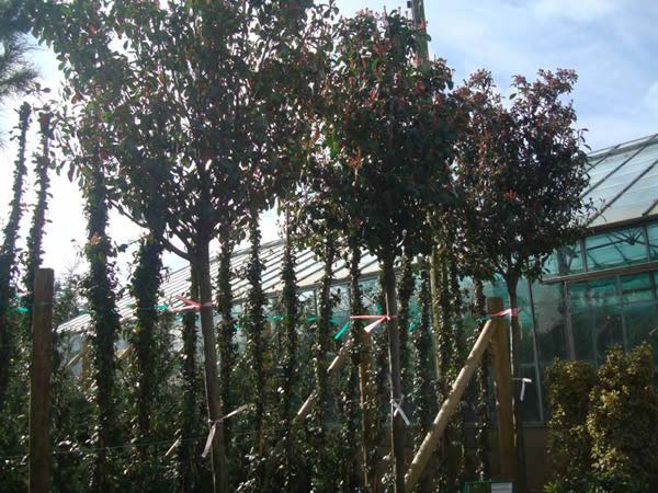 Photinia Full Standard Trees - London Garden Centre