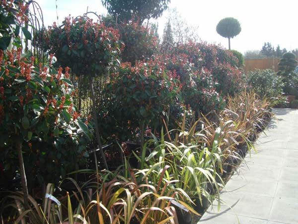 Photinia Topiary specialists - London garden centre