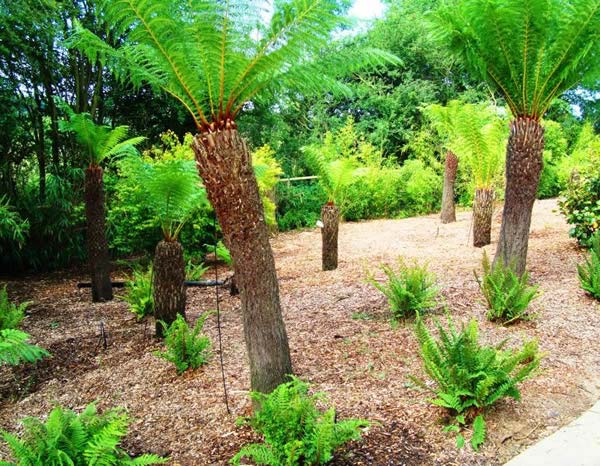 Tasmanian tree ferns for sale - London nursery