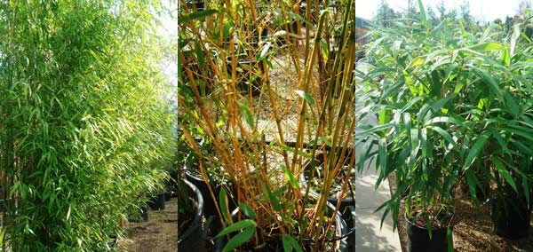 Hardy Bamboo Plants specialist garden nursery, London UK