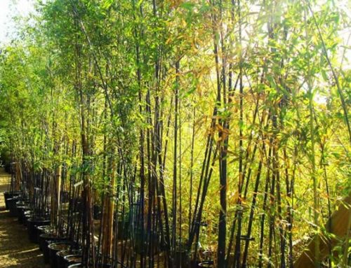 Hardy Bamboo Plants