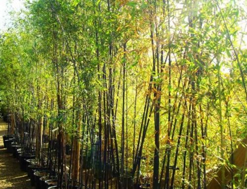 Hardy Bamboo Plants