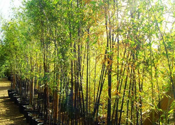 Hardy Bamboo Plants. Hardy Bamboo For Sale. UK Garden Nursery