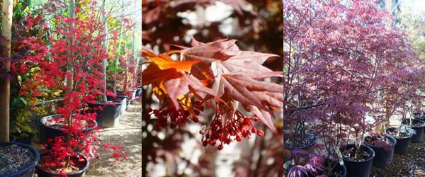 Japanese Maple Trees for sale at Acer specialist nursery in North London