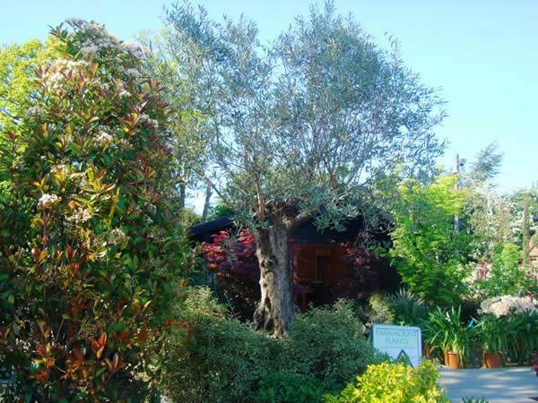 Mature Olive Trees for sale - up to 100 year old trees available
