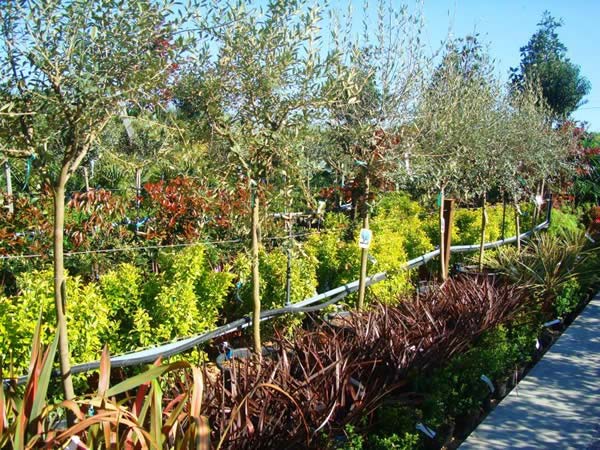 15 year old olive trees for sale, North London garden centre