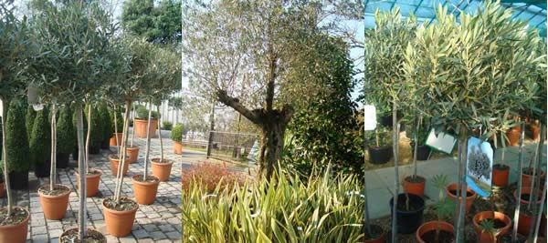 Olive tree topiary and mature olive trees for sale at Paramount Plants