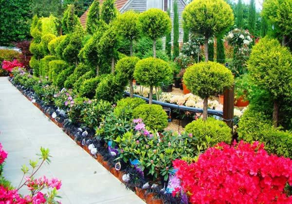 Azaleas and Rhododendrons for sale, London nursery