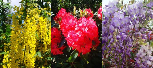 Summer Flowering Shrubs