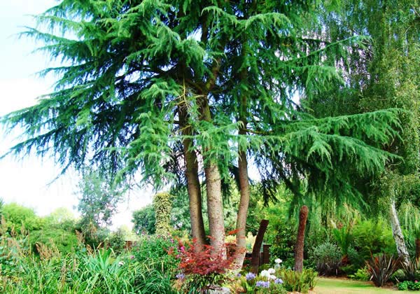 Cedar Trees - underplanted with shrubs - buy from Paramount Plants, London